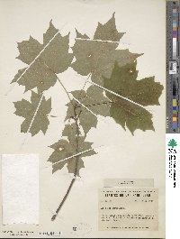 Acer saccharinum image