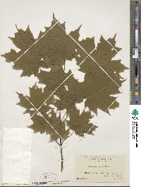 Acer saccharinum image