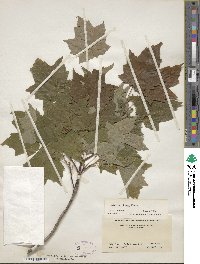 Acer saccharinum image