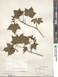 Acer saccharinum image