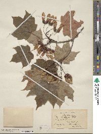 Acer saccharinum image