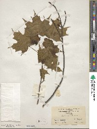 Acer saccharinum image