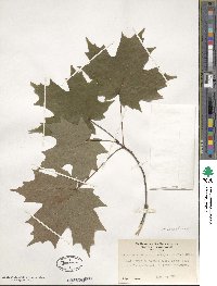 Acer saccharinum image