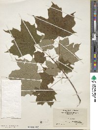 Acer saccharinum image