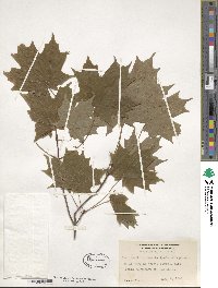 Acer saccharinum image