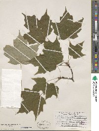 Acer saccharinum image