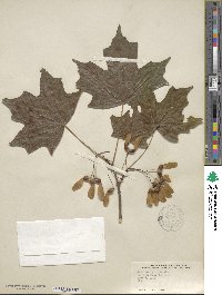 Acer saccharinum image