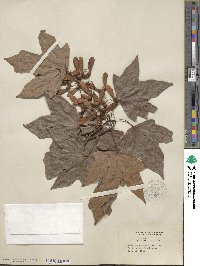 Acer saccharinum image