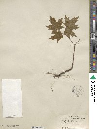 Acer saccharinum image