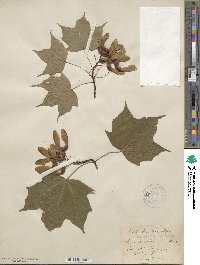 Acer saccharinum image