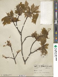 Acer saccharinum image