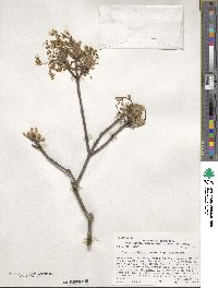 Acer saccharinum image