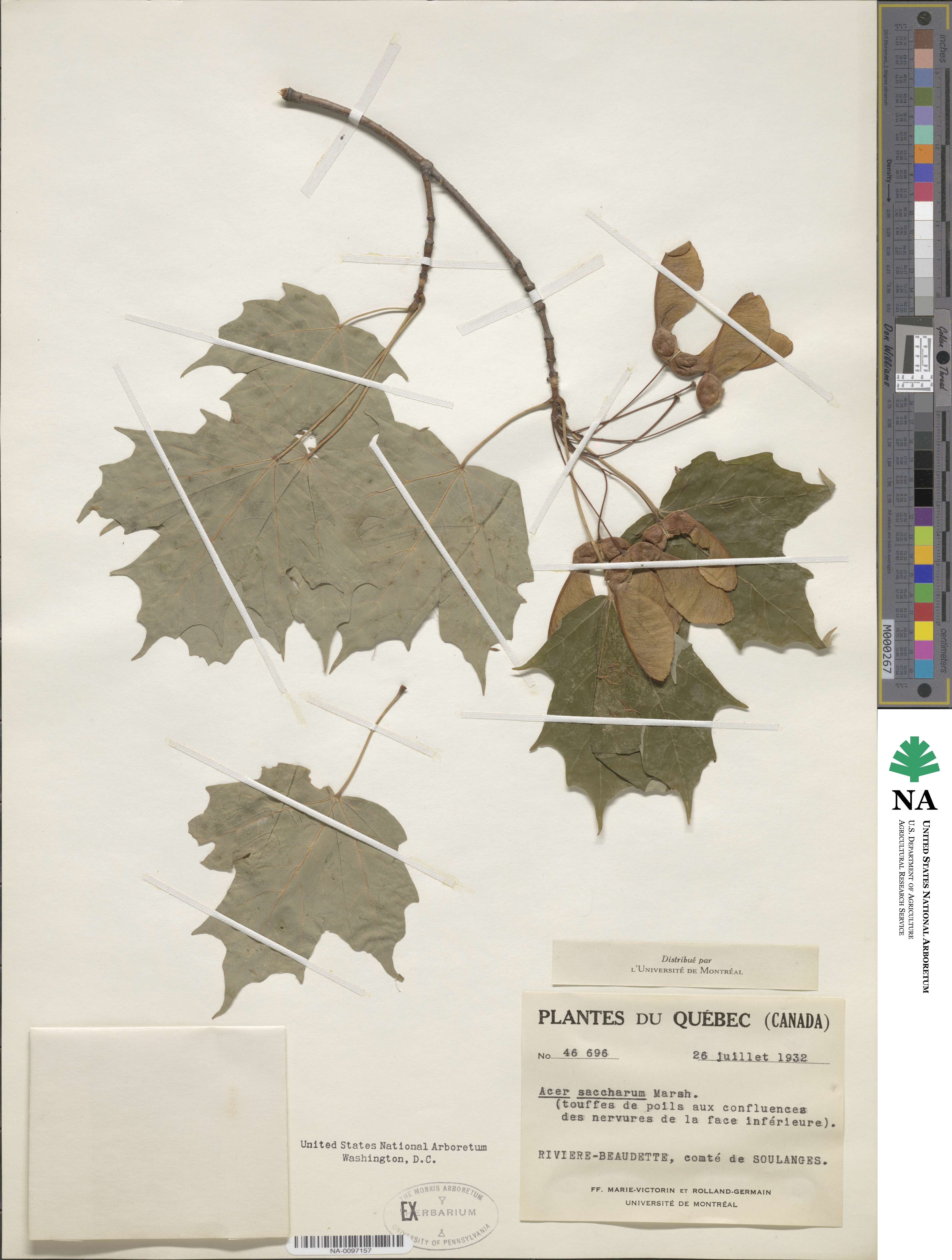 Acer saccharinum image