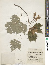 Acer saccharinum image