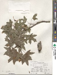 Acer grandidentatum image