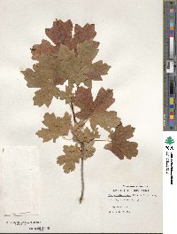 Acer grandidentatum image