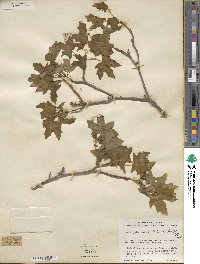 Acer grandidentatum image