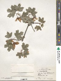 Acer grandidentatum image