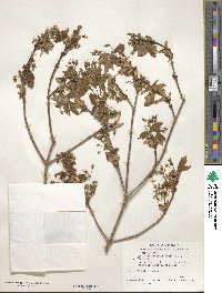 Acer grandidentatum image