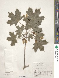 Acer grandidentatum image