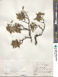 Acer grandidentatum image