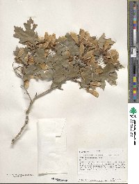 Acer grandidentatum image