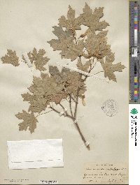 Acer grandidentatum image