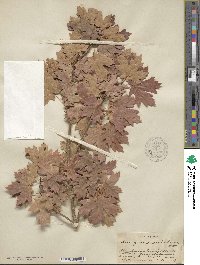 Acer grandidentatum image