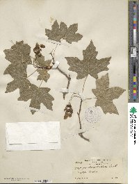 Acer grandidentatum image