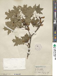 Acer grandidentatum image