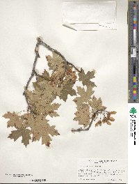 Acer grandidentatum image