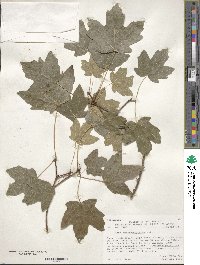 Acer grandidentatum image