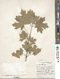 Acer grandidentatum image