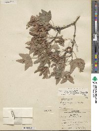 Acer grandidentatum image