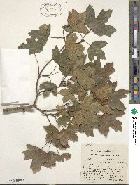 Acer grandidentatum image