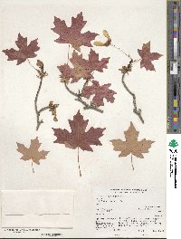 Acer grandidentatum image