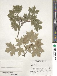 Acer grandidentatum image