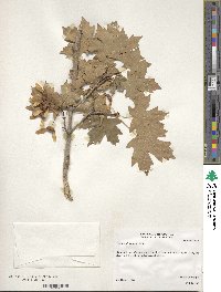 Acer grandidentatum image