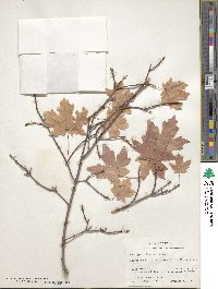 Acer grandidentatum image