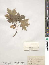 Acer grandidentatum image