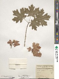 Acer grandidentatum image