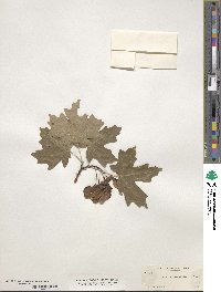 Acer grandidentatum image