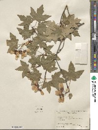 Acer grandidentatum image