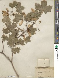 Acer grandidentatum image