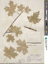 Acer grandidentatum image