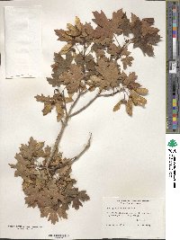 Acer grandidentatum image