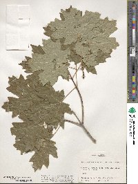 Acer grandidentatum image