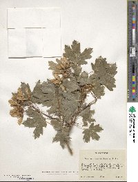 Acer grandidentatum image