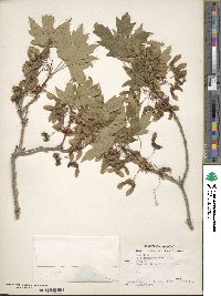 Acer grandidentatum image