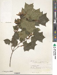 Acer leucoderme image